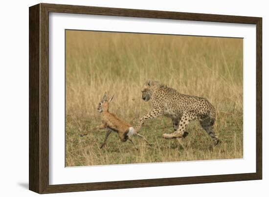 Cheetah Chasing Thomson's Gazelle-null-Framed Photographic Print