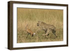 Cheetah Chasing Thomson's Gazelle-null-Framed Photographic Print