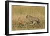 Cheetah Chasing Thomson's Gazelle-null-Framed Photographic Print