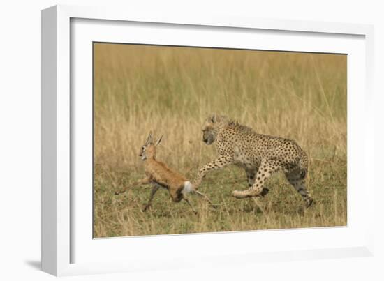 Cheetah Chasing Thomson's Gazelle-null-Framed Photographic Print