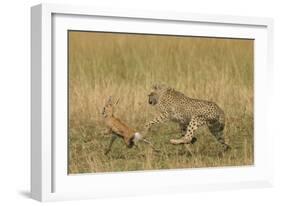 Cheetah Chasing Thomson's Gazelle-null-Framed Photographic Print