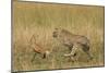 Cheetah Chasing Thomson's Gazelle-null-Mounted Photographic Print