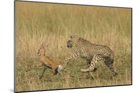 Cheetah Chasing Thomson's Gazelle-null-Mounted Photographic Print