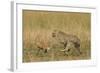 Cheetah Chasing Thomson's Gazelle-null-Framed Photographic Print