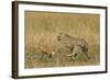 Cheetah Chasing Thomson's Gazelle-null-Framed Photographic Print