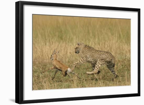 Cheetah Chasing Thomson's Gazelle-null-Framed Photographic Print