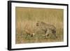 Cheetah Chasing Thomson's Gazelle-null-Framed Photographic Print