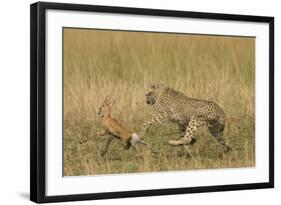 Cheetah Chasing Thomson's Gazelle-null-Framed Photographic Print