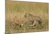 Cheetah Chasing Thomson's Gazelle-null-Mounted Photographic Print