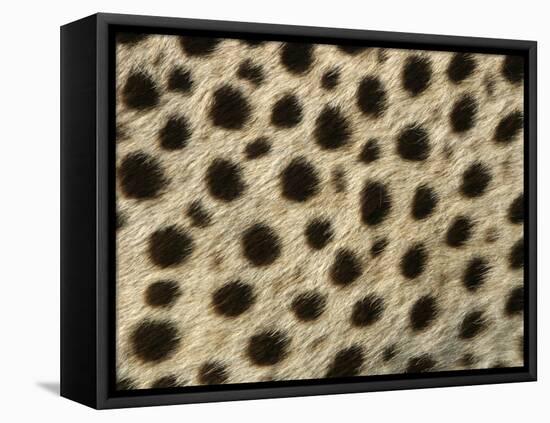 Cheetah, Close-Up of Fur / Coat, Showing Spot Pattern-null-Framed Stretched Canvas