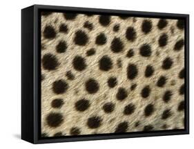 Cheetah, Close-Up of Fur / Coat, Showing Spot Pattern-null-Framed Stretched Canvas