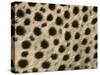 Cheetah, Close-Up of Fur / Coat, Showing Spot Pattern-null-Stretched Canvas