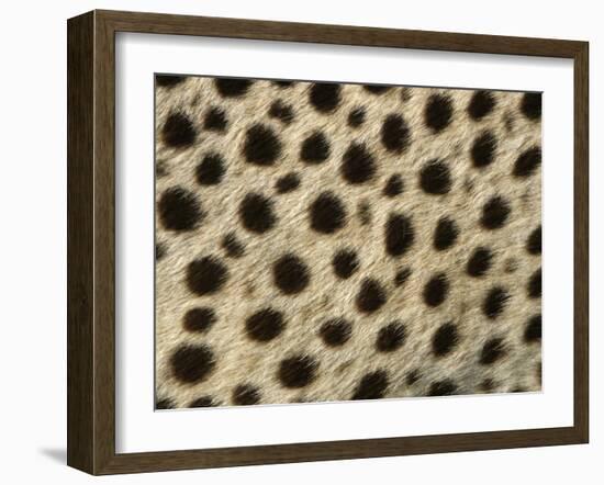 Cheetah, Close-Up of Fur / Coat, Showing Spot Pattern-null-Framed Photographic Print