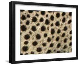 Cheetah, Close-Up of Fur / Coat, Showing Spot Pattern-null-Framed Photographic Print