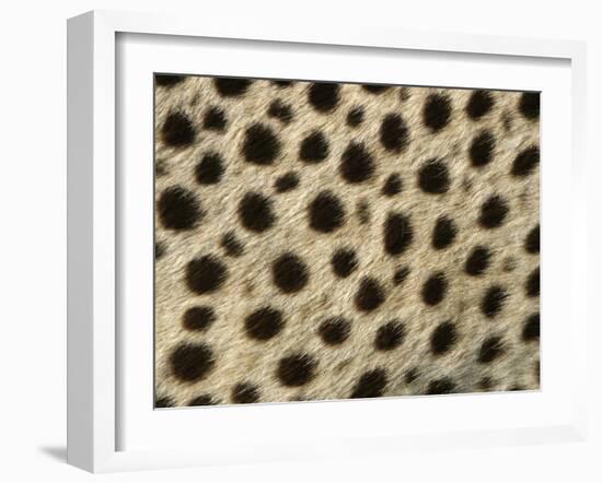 Cheetah, Close-Up of Fur / Coat, Showing Spot Pattern-null-Framed Photographic Print