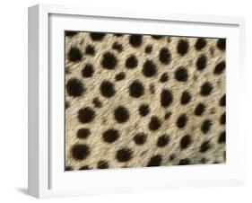 Cheetah, Close-Up of Fur / Coat, Showing Spot Pattern-null-Framed Photographic Print