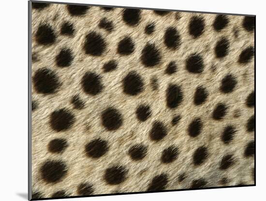 Cheetah, Close-Up of Fur / Coat, Showing Spot Pattern-null-Mounted Photographic Print