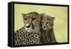 Cheetah, Close-Up of Mother and Cub-null-Framed Stretched Canvas