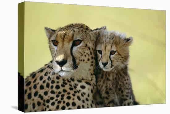 Cheetah, Close-Up of Mother and Cub-null-Stretched Canvas