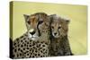 Cheetah, Close-Up of Mother and Cub-null-Stretched Canvas