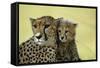 Cheetah, Close-Up of Mother and Cub-null-Framed Stretched Canvas