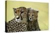 Cheetah, Close-Up of Mother and Cub-null-Stretched Canvas