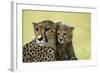 Cheetah, Close-Up of Mother and Cub-null-Framed Photographic Print