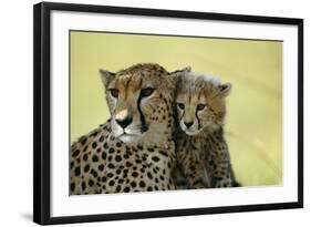 Cheetah, Close-Up of Mother and Cub-null-Framed Photographic Print