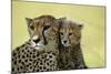 Cheetah, Close-Up of Mother and Cub-null-Mounted Photographic Print