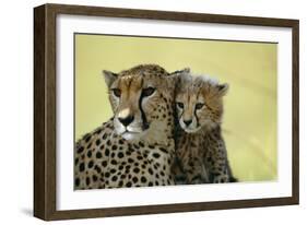 Cheetah, Close-Up of Mother and Cub-null-Framed Photographic Print