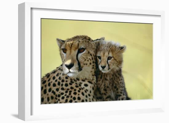 Cheetah, Close-Up of Mother and Cub-null-Framed Photographic Print