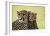 Cheetah, Close-Up of Mother and Cub-null-Framed Photographic Print