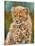 Cheetah Cub 3-David Stribbling-Stretched Canvas