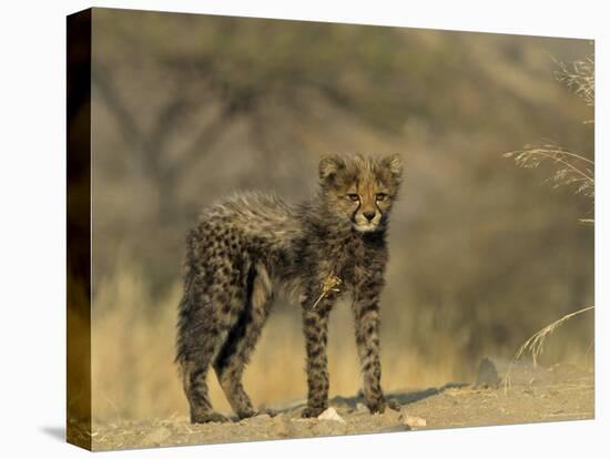 Cheetah Cub, Acinonyx Jubatus, Duesternbrook Private Game Reserve, Windhoek, Namibia, Africa-Thorsten Milse-Stretched Canvas