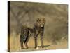 Cheetah Cub, Acinonyx Jubatus, Duesternbrook Private Game Reserve, Windhoek, Namibia, Africa-Thorsten Milse-Stretched Canvas