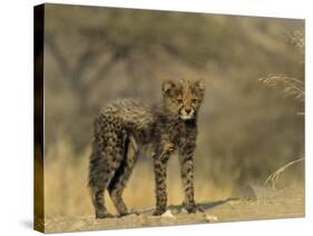 Cheetah Cub, Acinonyx Jubatus, Duesternbrook Private Game Reserve, Windhoek, Namibia, Africa-Thorsten Milse-Stretched Canvas