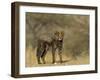 Cheetah Cub, Acinonyx Jubatus, Duesternbrook Private Game Reserve, Windhoek, Namibia, Africa-Thorsten Milse-Framed Photographic Print