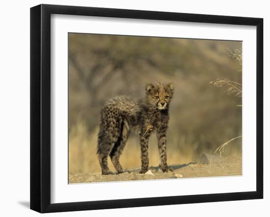 Cheetah Cub, Acinonyx Jubatus, Duesternbrook Private Game Reserve, Windhoek, Namibia, Africa-Thorsten Milse-Framed Photographic Print