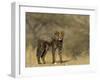 Cheetah Cub, Acinonyx Jubatus, Duesternbrook Private Game Reserve, Windhoek, Namibia, Africa-Thorsten Milse-Framed Photographic Print