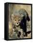 Cheetah Cub, Acinonyx Jubatus, Duesternbrook Private Game Reserve, Windhoek, Namibia, Africa-Thorsten Milse-Framed Stretched Canvas