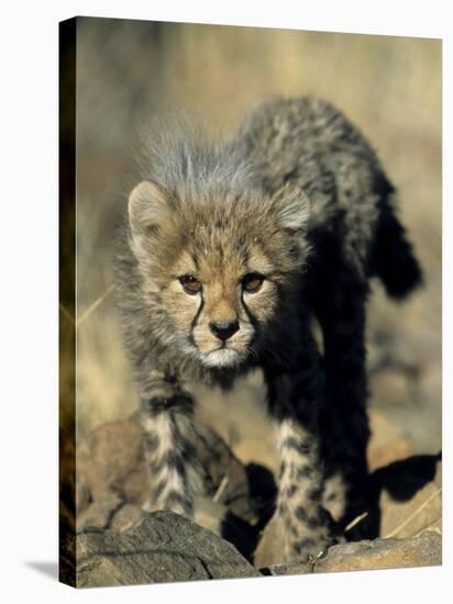 Cheetah Cub, Acinonyx Jubatus, Duesternbrook Private Game Reserve, Windhoek, Namibia, Africa-Thorsten Milse-Stretched Canvas