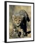 Cheetah Cub, Acinonyx Jubatus, Duesternbrook Private Game Reserve, Windhoek, Namibia, Africa-Thorsten Milse-Framed Photographic Print