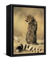 Cheetah Cub (Acinonyx Jubatus), Erongo Region, Namibia, Africa-Thorsten Milse-Framed Stretched Canvas