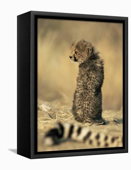 Cheetah Cub (Acinonyx Jubatus), Erongo Region, Namibia, Africa-Thorsten Milse-Framed Stretched Canvas