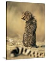 Cheetah Cub (Acinonyx Jubatus), Erongo Region, Namibia, Africa-Thorsten Milse-Stretched Canvas