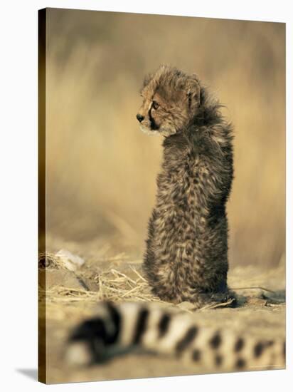 Cheetah Cub (Acinonyx Jubatus), Erongo Region, Namibia, Africa-Thorsten Milse-Stretched Canvas
