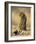 Cheetah Cub (Acinonyx Jubatus), Erongo Region, Namibia, Africa-Thorsten Milse-Framed Photographic Print