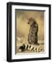 Cheetah Cub (Acinonyx Jubatus), Erongo Region, Namibia, Africa-Thorsten Milse-Framed Photographic Print