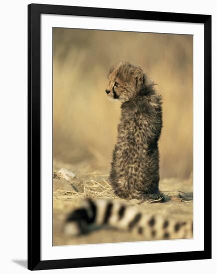 Cheetah Cub (Acinonyx Jubatus), Erongo Region, Namibia, Africa-Thorsten Milse-Framed Photographic Print