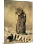 Cheetah Cub (Acinonyx Jubatus), Erongo Region, Namibia, Africa-Thorsten Milse-Mounted Photographic Print